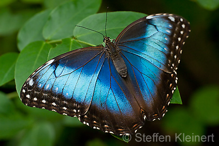 056 Himmelsfalter - Morpho peleides